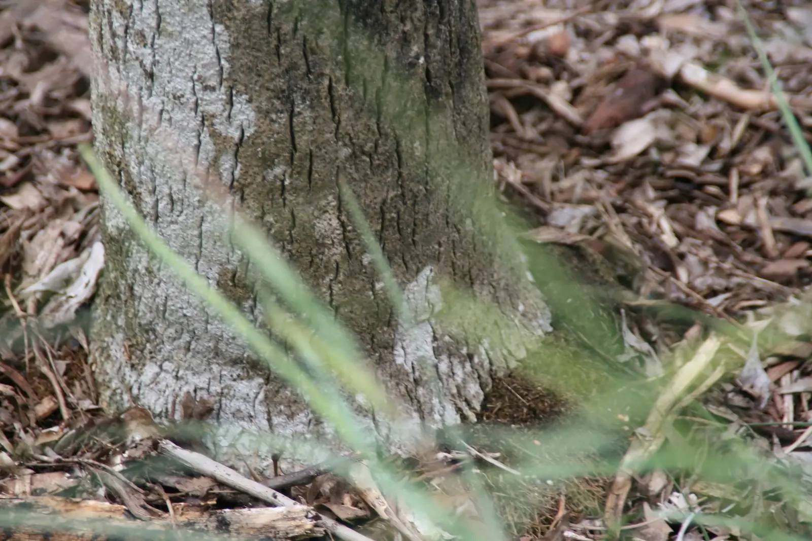 Key Thatch Palm (Leucothrinax Morrisii) — which can span approximately 3 to 5 feet in diameter; full sun to partial shade exposure will secure optimal growth