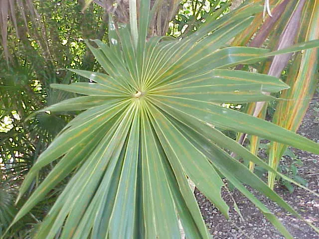 Key Thatch Palm (Leucothrinax Morrisii) — palm / tree with white and yellow blooms; making it an exceptional choice for coastal and arid environments