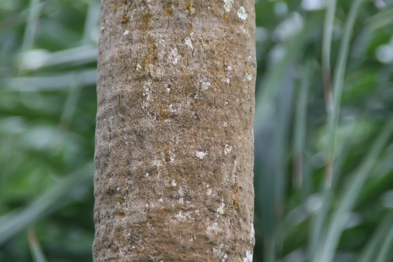 Key Thatch Palm (Leucothrinax Morrisii) — making it well-suited for warm; palm / tree for full or half, image 93