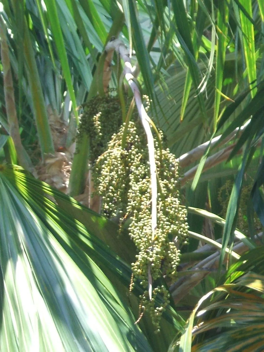 Key Thatch Palm (Leucothrinax Morrisii) — the Key Thatch Palm is highlighted by its rounded; and adds a touch of the Caribbean to any garden setting, image 67