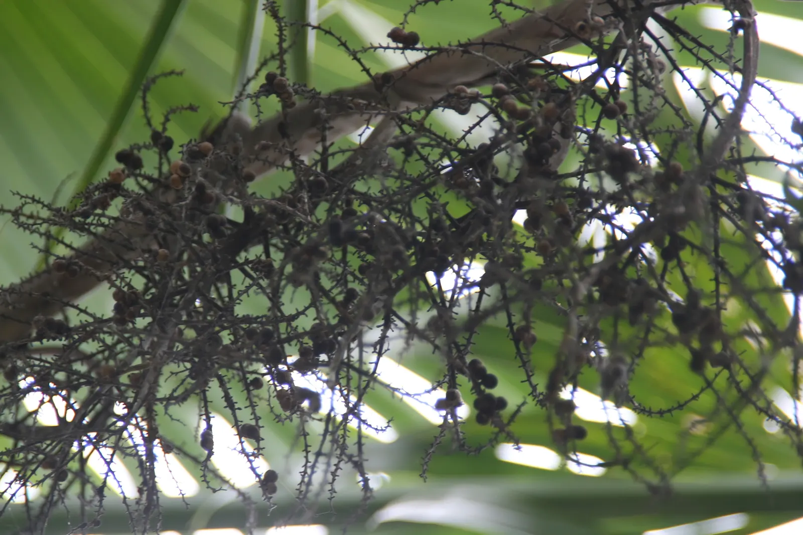 Key Thatch Palm (Leucothrinax Morrisii) — This species thrives in USDA zones 10a to 11