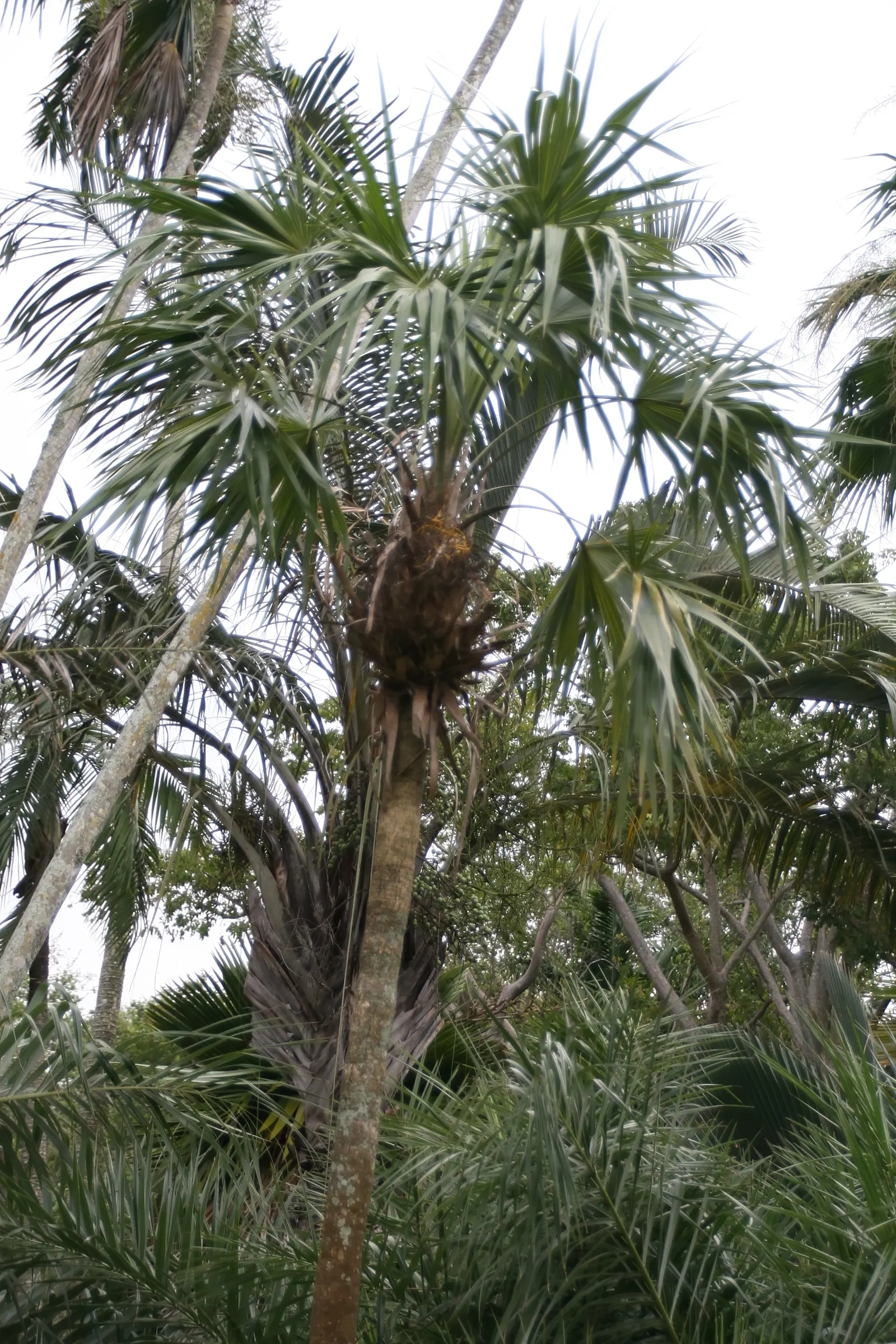 Key Thatch Palm (Leucothrinax Morrisii) — white and yellow flowers in the garden; and parts of Central America