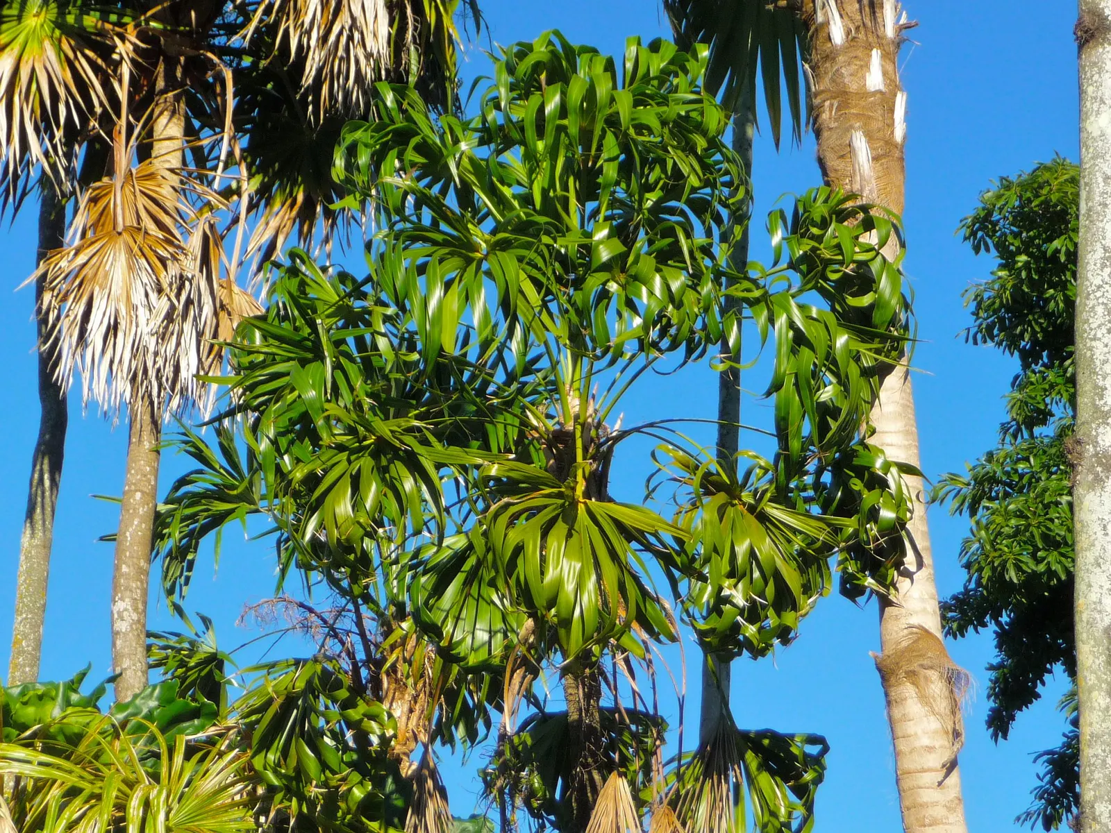 Key Thatch Palm (Leucothrinax Morrisii) — this palm showcases a rounded silhouette with fan-shaped fronds; white and yellow flowers in the garden