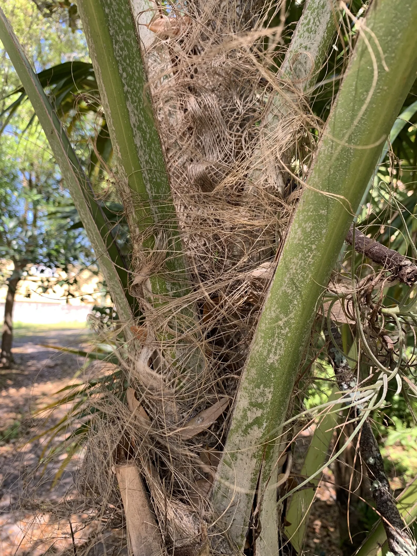 Key Thatch Palm (Leucothrinax Morrisii) — This species thrives in USDA zones 10a to 11; making it perfect for understory plantings or as a, image 92