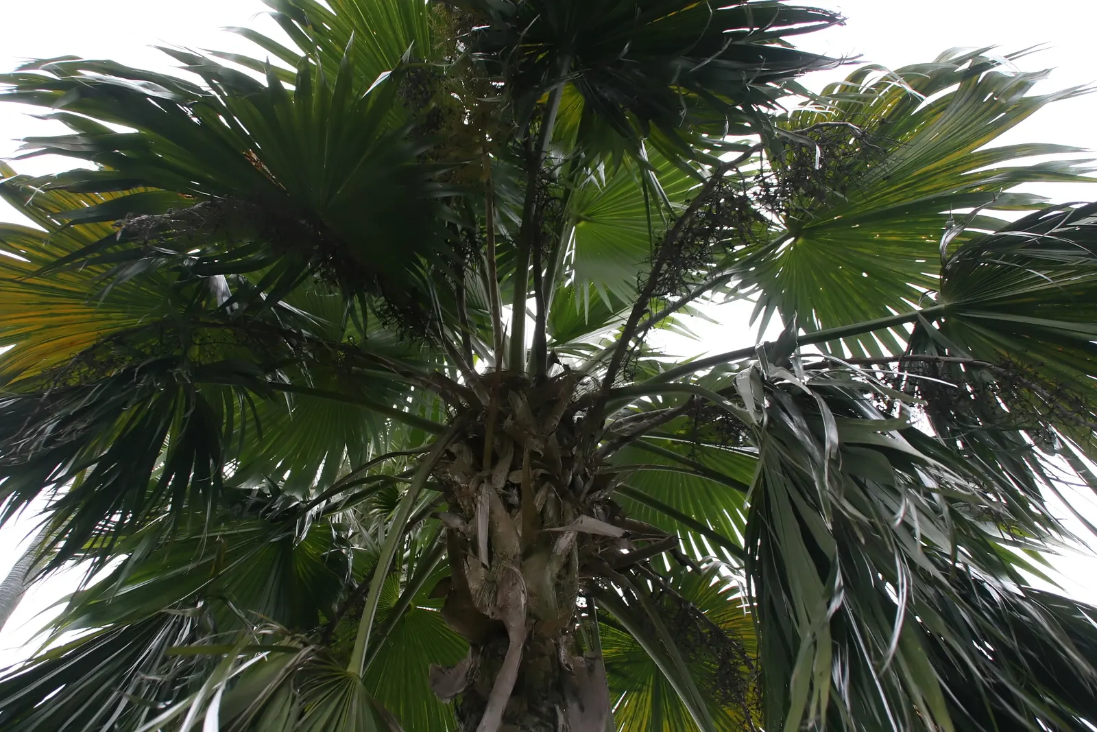 Key Thatch Palm (Leucothrinax Morrisii) — Full sun to partial shade exposure will secure optimal growth for this elegant palm