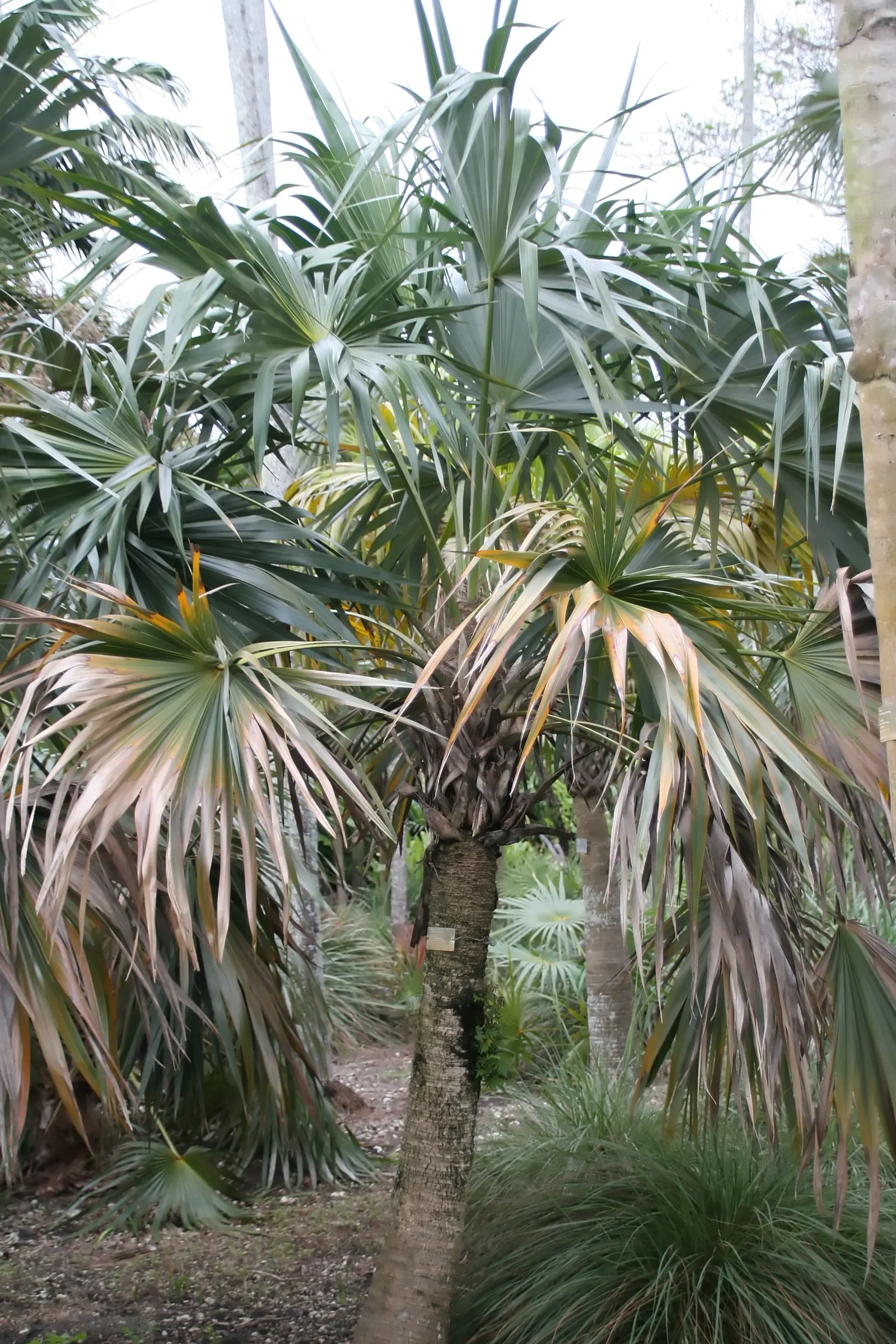 Key Thatch Palm (Leucothrinax Morrisii) — it enjoys well-draining soil; making it well-suited for warm, image 87
