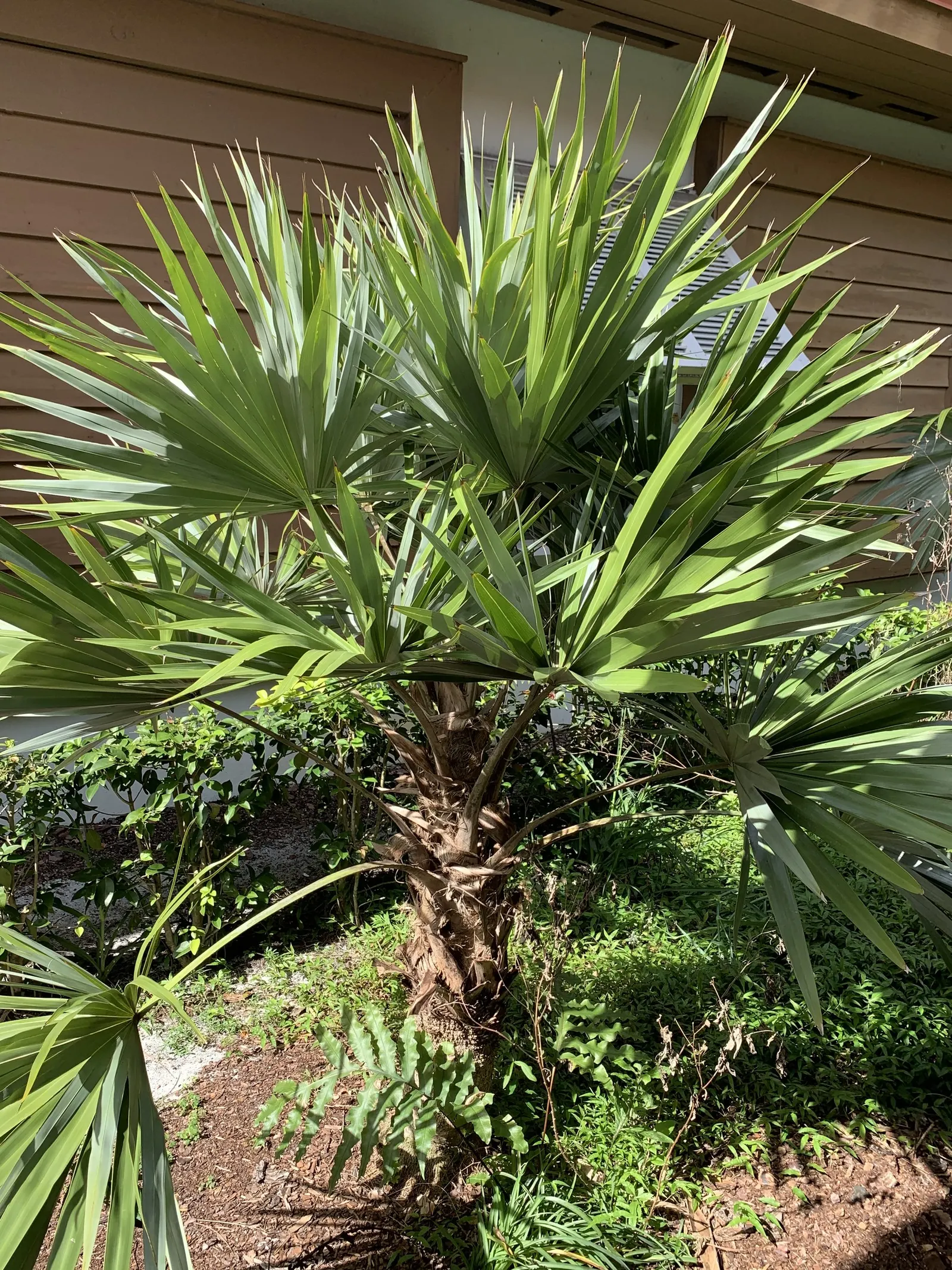 Key Thatch Palm (Leucothrinax Morrisii) — and adds a touch of the Caribbean to any garden setting; integrate the Key Thatch Palm for its tropical, image 61