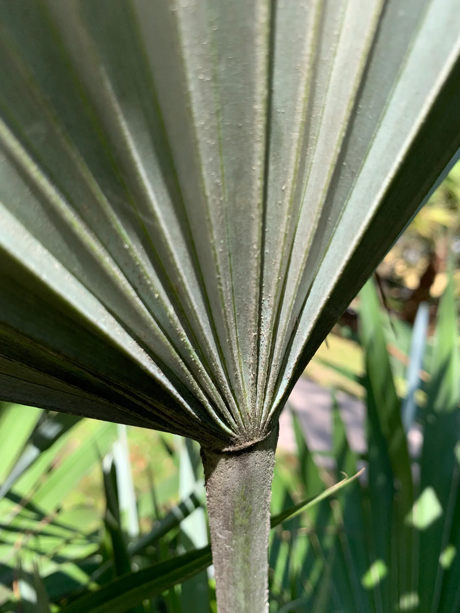Key Thatch Palm (Leucothrinax Morrisii) — and parts of Central America; the Key Thatch Palm is highlighted by its rounded