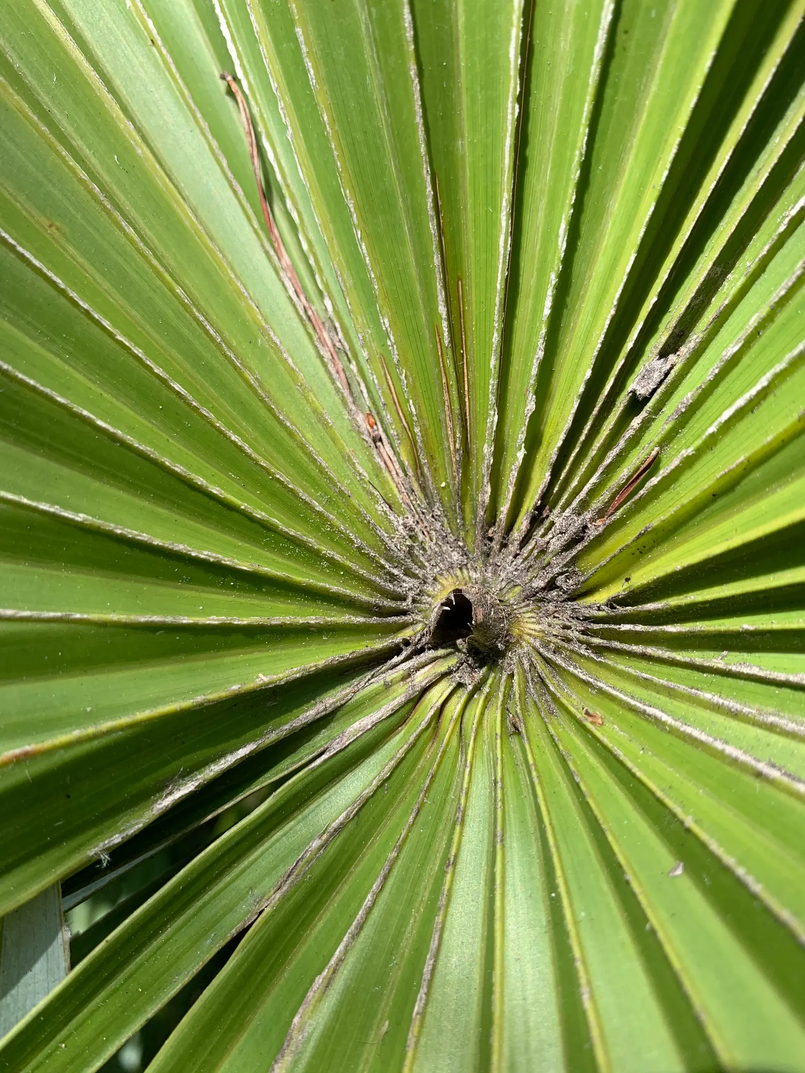 Key Thatch Palm (Leucothrinax Morrisii) — but they will also welcome a variety of wildlife, image 50