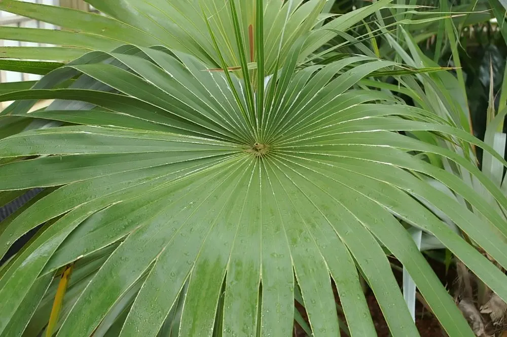 Key Thatch Palm (Leucothrinax Morrisii) — it enjoys well-draining soil; making it well-suited for warm, image 60