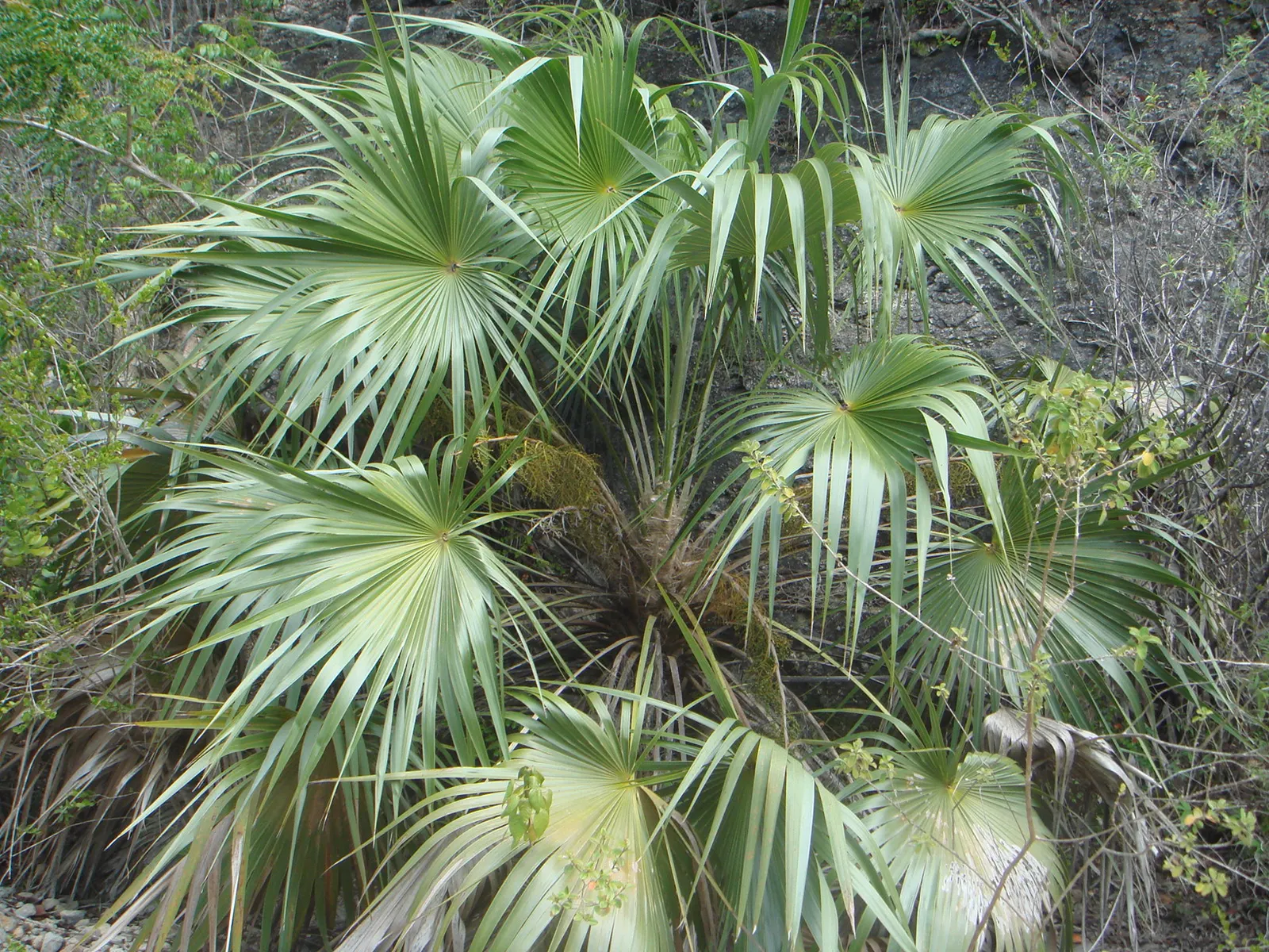 Key Thatch Palm (Leucothrinax Morrisii) — making it well-suited for warm