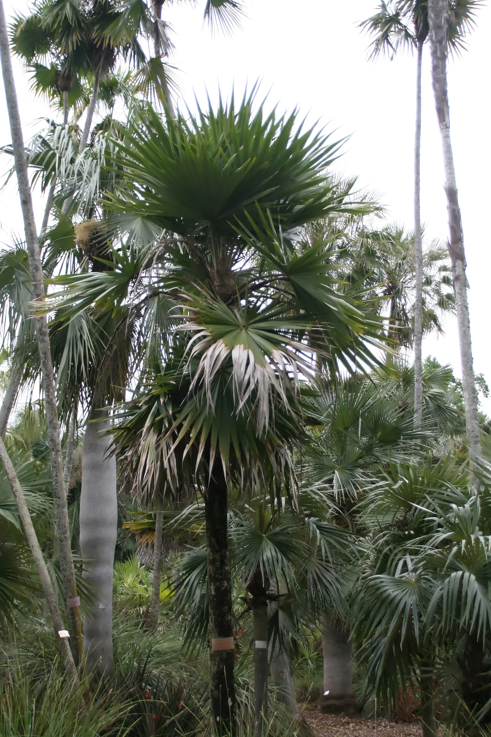 Key Thatch Palm (Leucothrinax Morrisii) — fan-shaped fronds which extend from slender, image 95