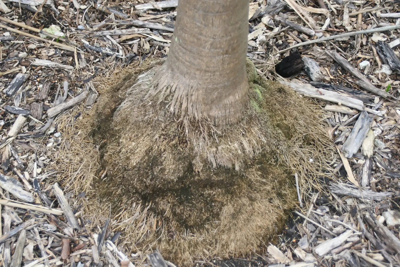 Key Thatch Palm (Leucothrinax Morrisii) — This species thrives in USDA zones 10a to 11; making it perfect for understory plantings or as a, image 65