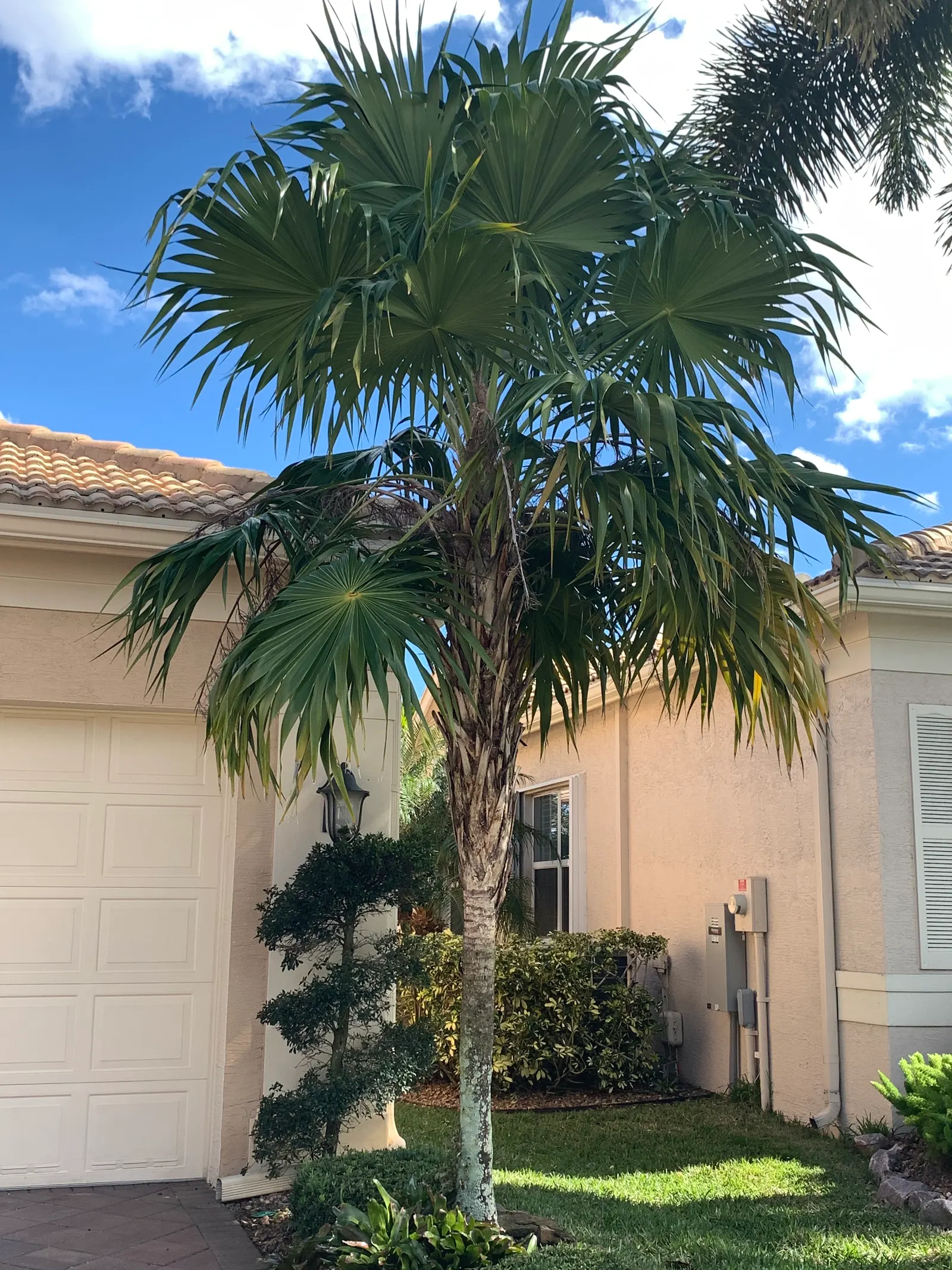 Key Thatch Palm (Leucothrinax Morrisii) — but they will also welcome a variety of wildlife, image 77