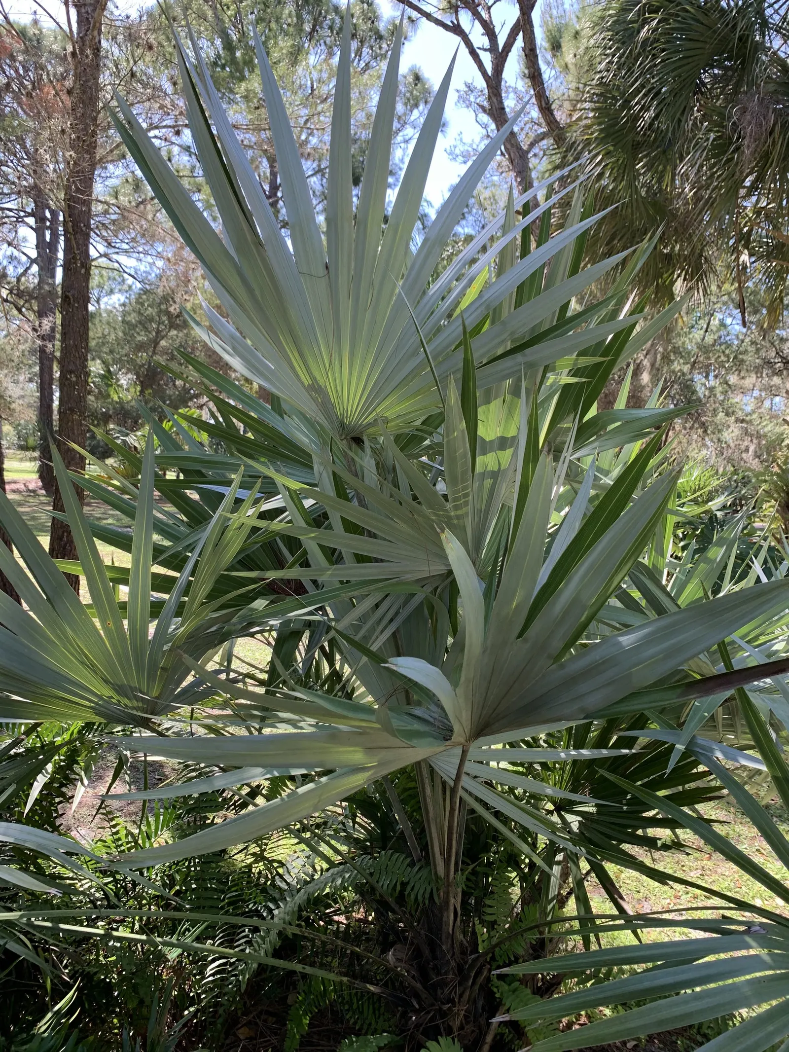 Key Thatch Palm (Leucothrinax Morrisii) — this palm showcases a rounded silhouette with fan-shaped fronds
