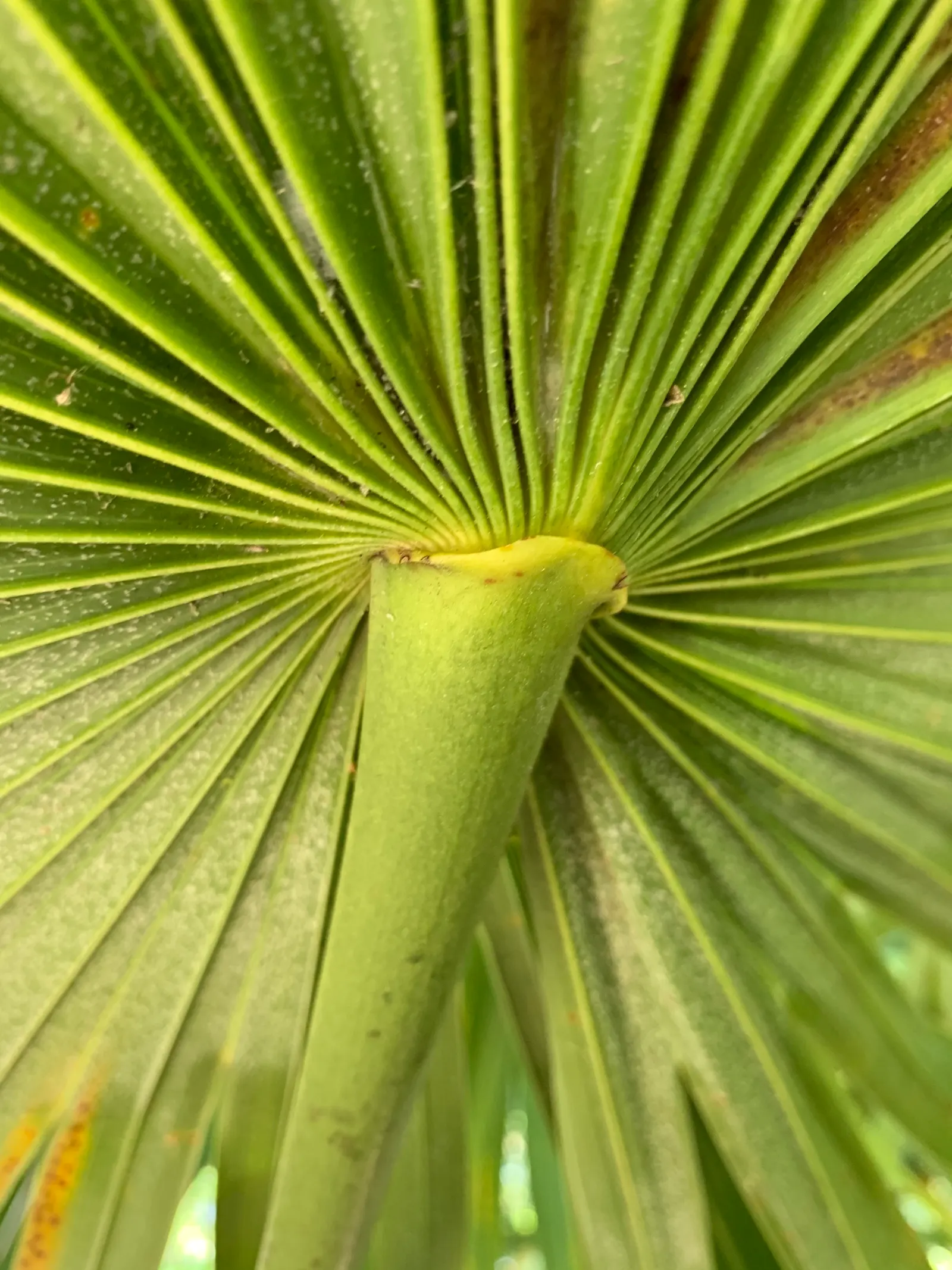 Key Thatch Palm (Leucothrinax Morrisii) — Hardy in zones 10-11, it thrives in full sun to partial shade