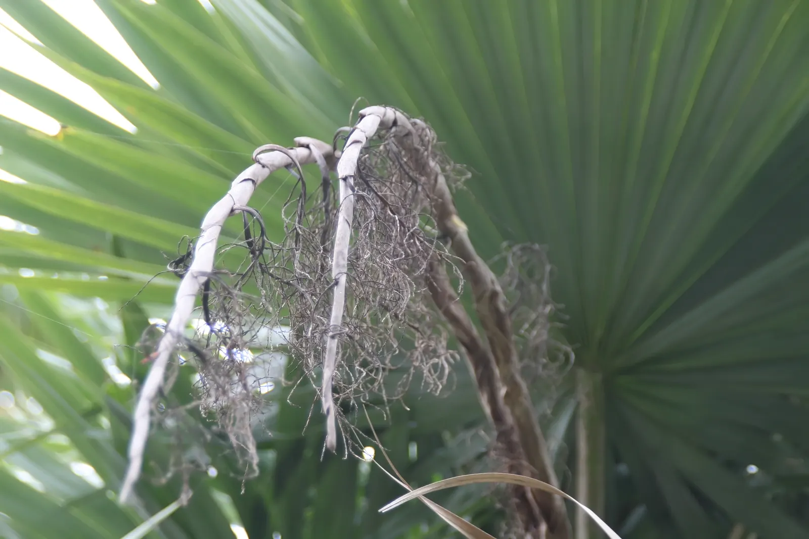 Key Thatch Palm (Leucothrinax Morrisii) — palm / tree for full or half; as it serves as a habitat and food source for certain bird and insect, image 81