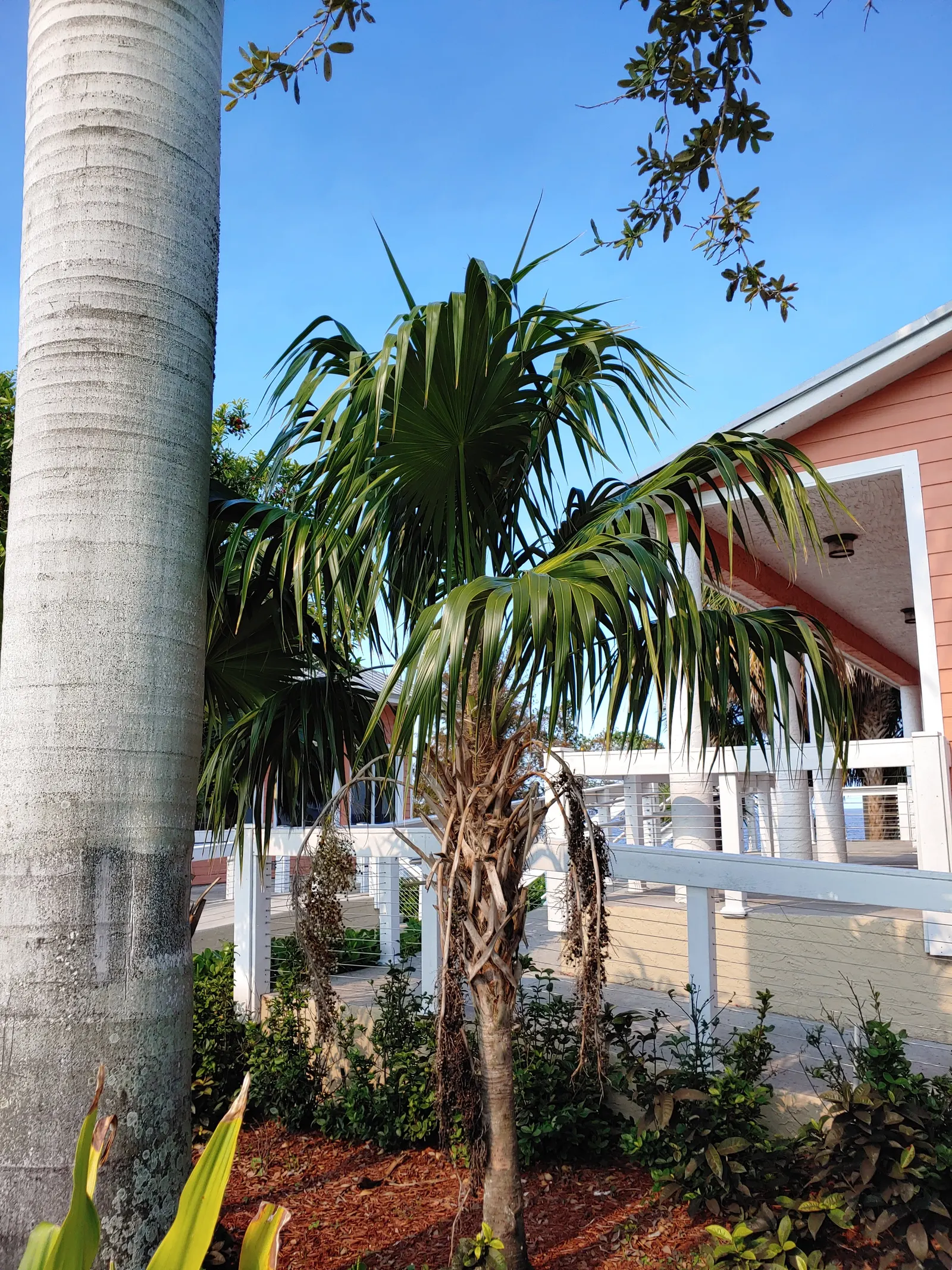 Key Thatch Palm (Leucothrinax Morrisii) — small to medium-sized palm endemic to the Florida Keys; it enjoys well-draining soil, image 90