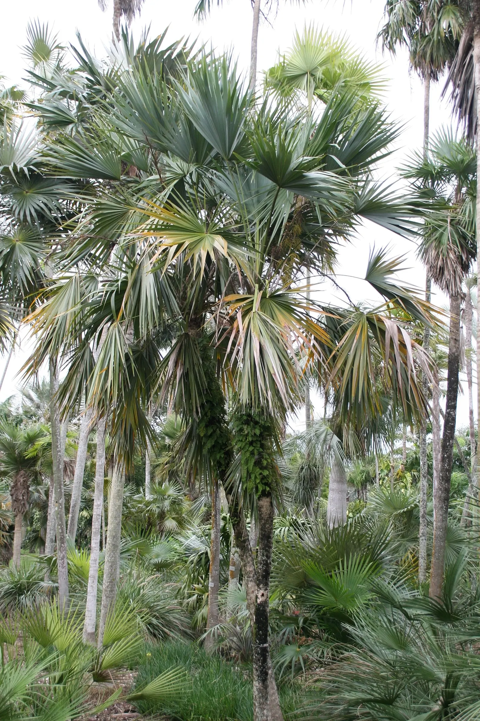 Key Thatch Palm (Leucothrinax Morrisii) — palm / tree with white and yellow blooms; making it an exceptional choice for coastal and arid, image 80