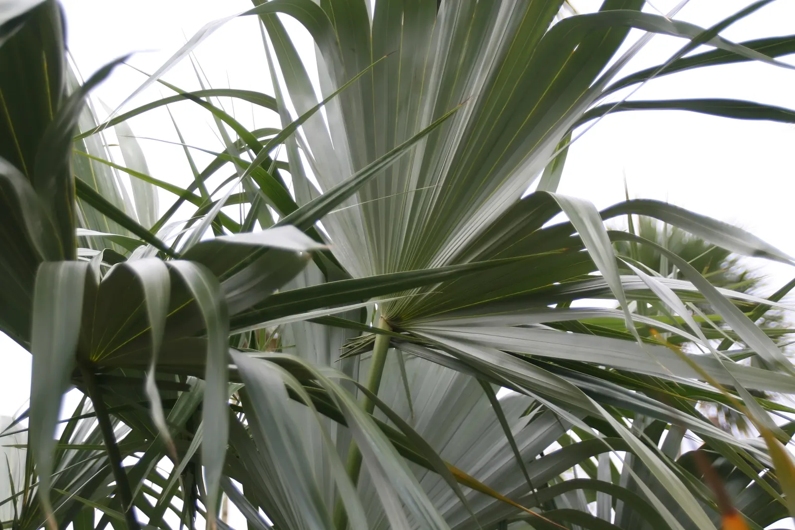 Key Thatch Palm (Leucothrinax Morrisii) — With a maximum height of 15-20 feet and a spread of 6-10 feet