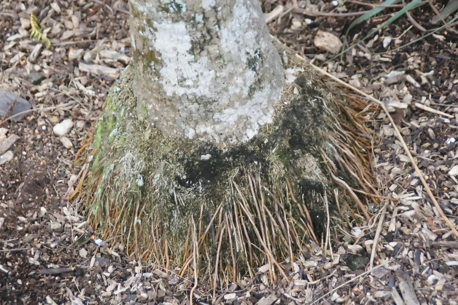 Key Thatch Palm (Leucothrinax Morrisii) — it enjoys well-draining soil