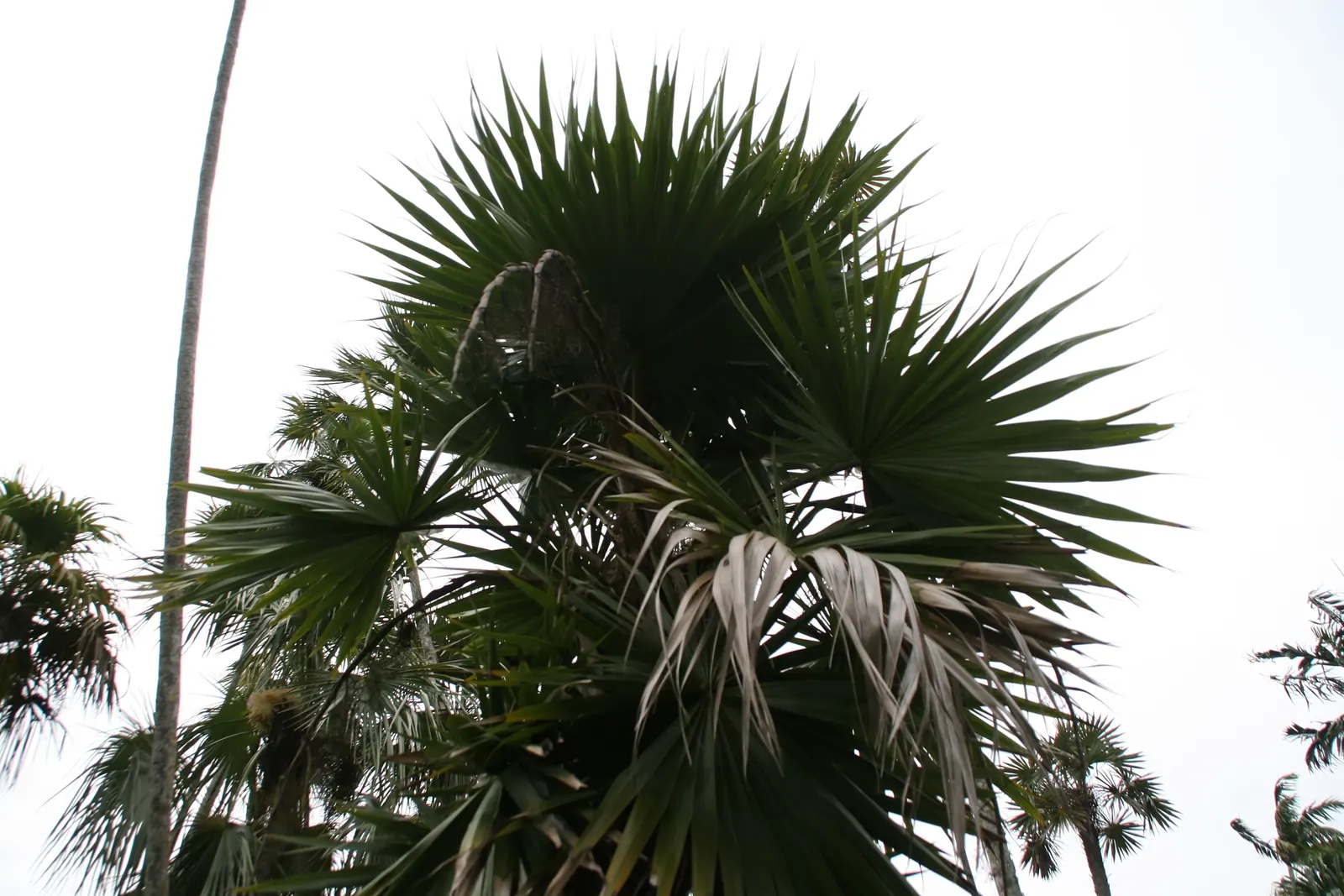 Key Thatch Palm (Leucothrinax Morrisii) — lush appearance and feature a light green to silver-green color.<br><br>As a landscape architect; the Key, image 97
