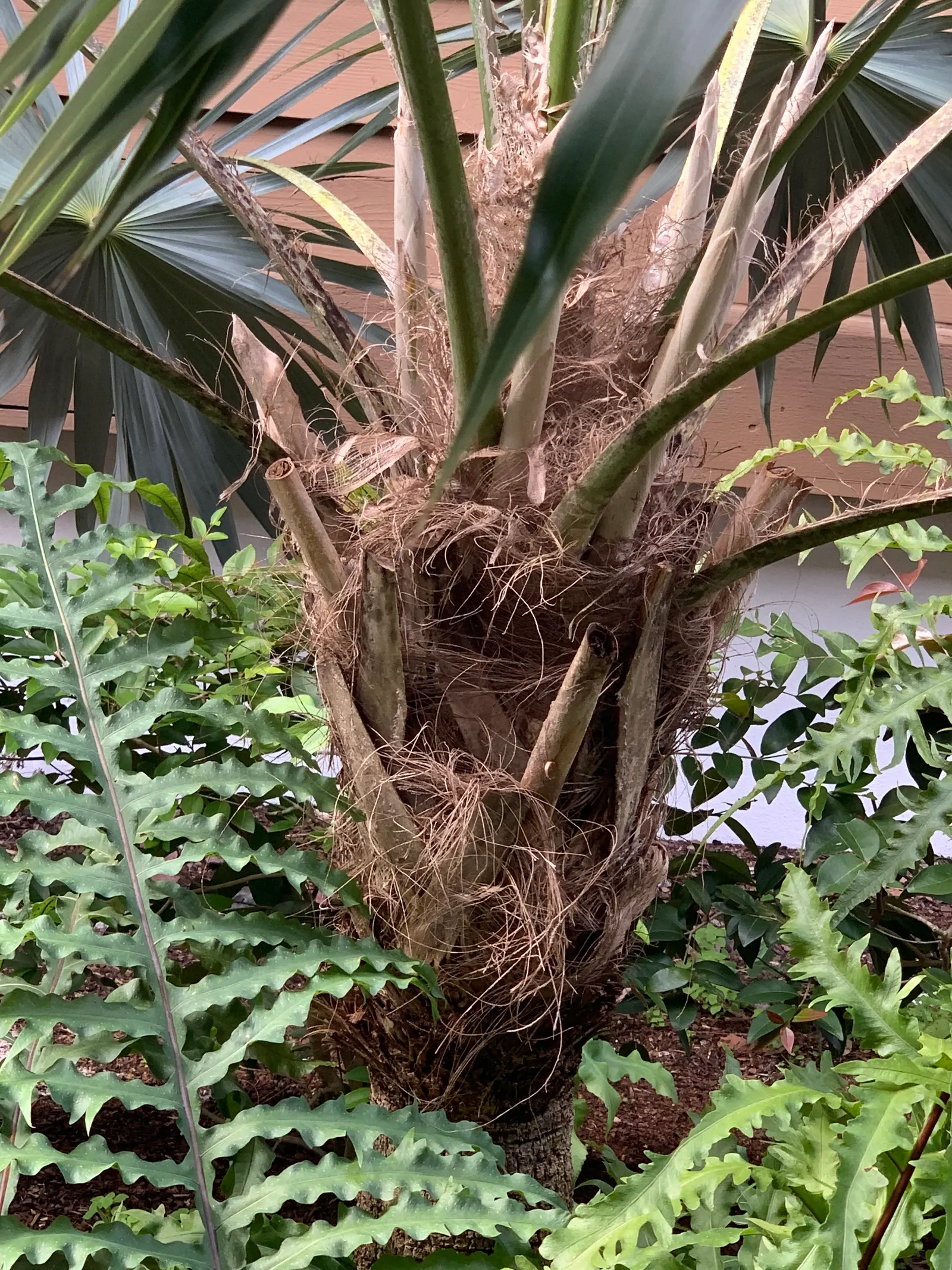 Key Thatch Palm (Leucothrinax Morrisii) — The Key Thatch Palm (Leucothrinax morrisii) is a tropical, slow-growing palm; this palm showcases a rounded