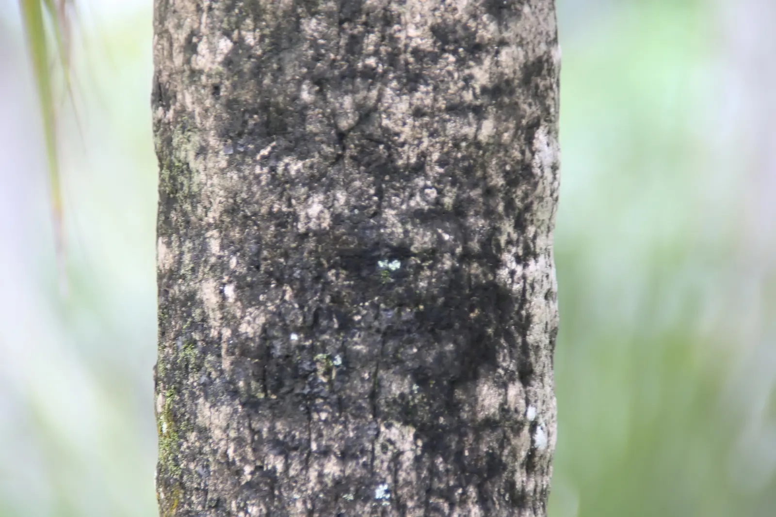 Key Thatch Palm (Leucothrinax Morrisii) — it enjoys well-draining soil; making it well-suited for warm