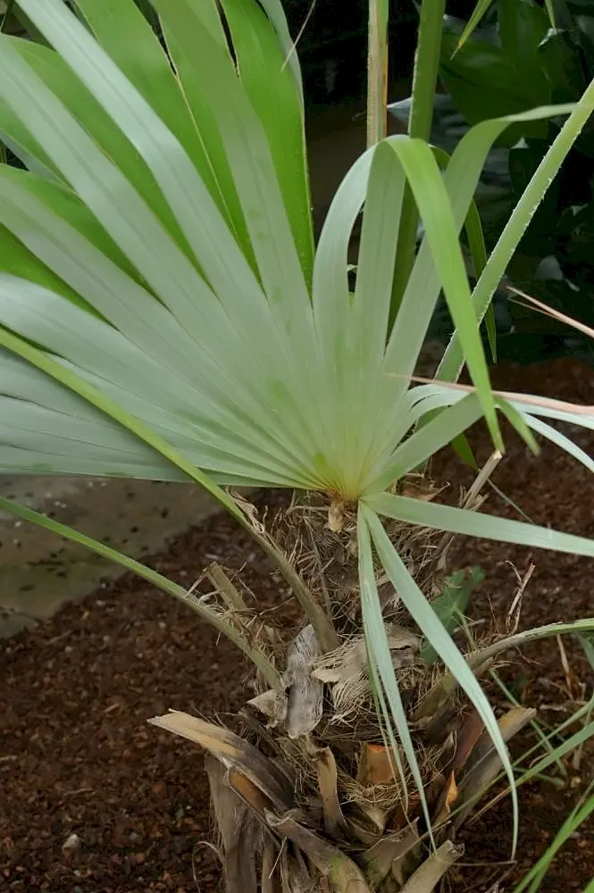 Key Thatch Palm (Leucothrinax Morrisii) — the Key Thatch Palm is highlighted by its rounded