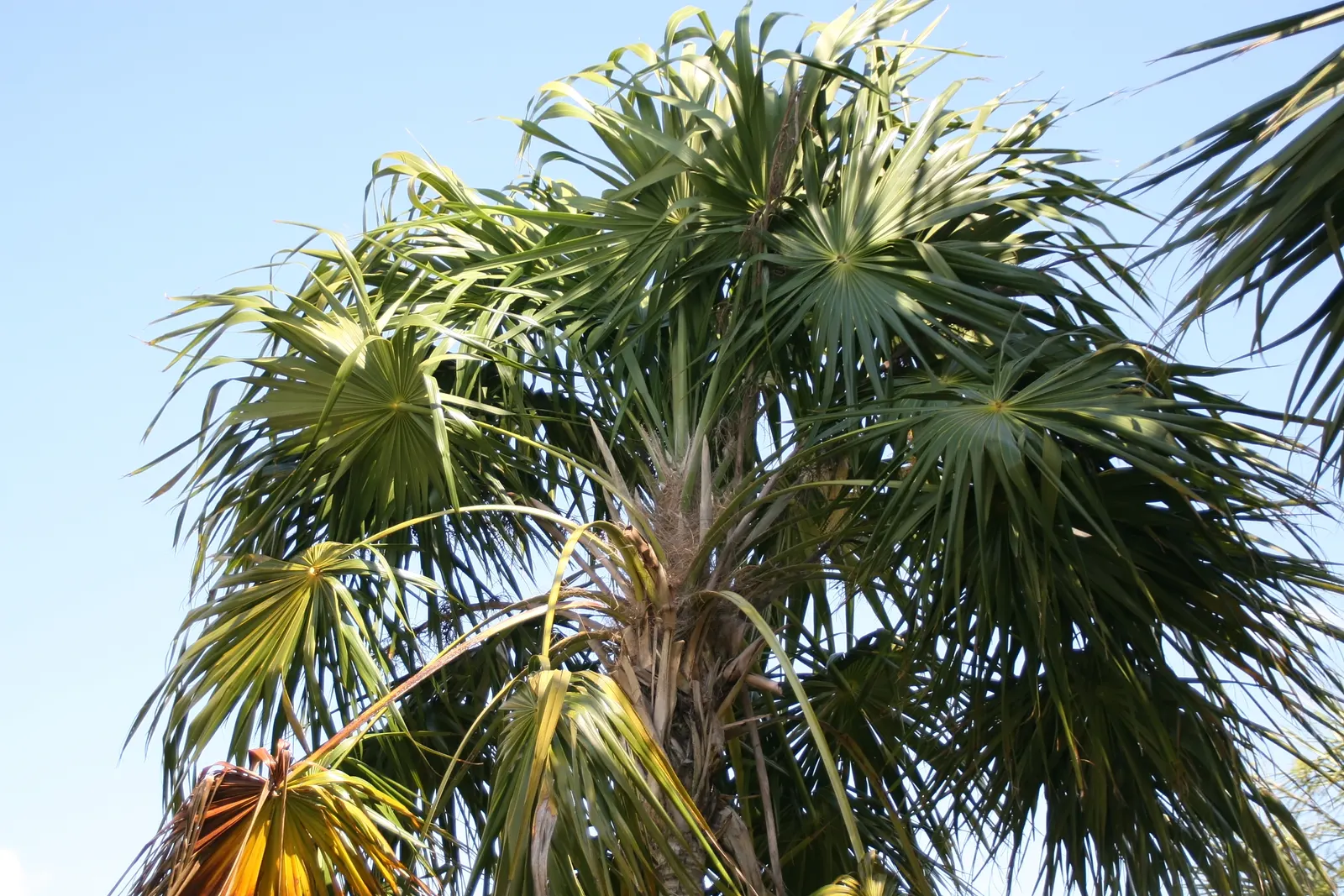 Key Thatch Palm (Leucothrinax Morrisii) — Full sun to partial shade exposure will secure optimal growth for this elegant palm; small to medium-sized palm