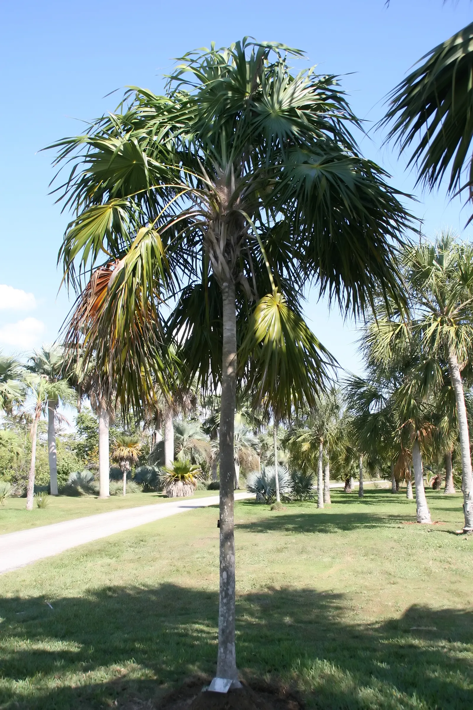 Key Thatch Palm (Leucothrinax Morrisii) — Inform your clients that not only will they have an architecturally interesting plant; lush appearance and feature a