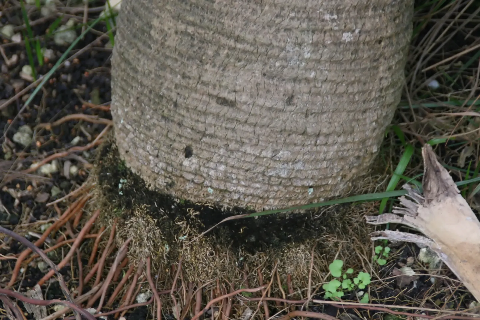 Key Thatch Palm (Leucothrinax Morrisii) — Inform your clients that not only will they have an architecturally interesting plant; lush appearance, image 76