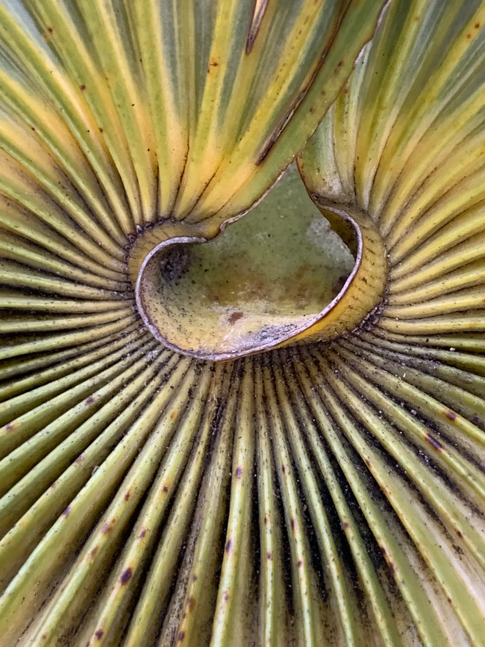 Key Thatch Palm (Leucothrinax Morrisii) — palm / tree for full or half