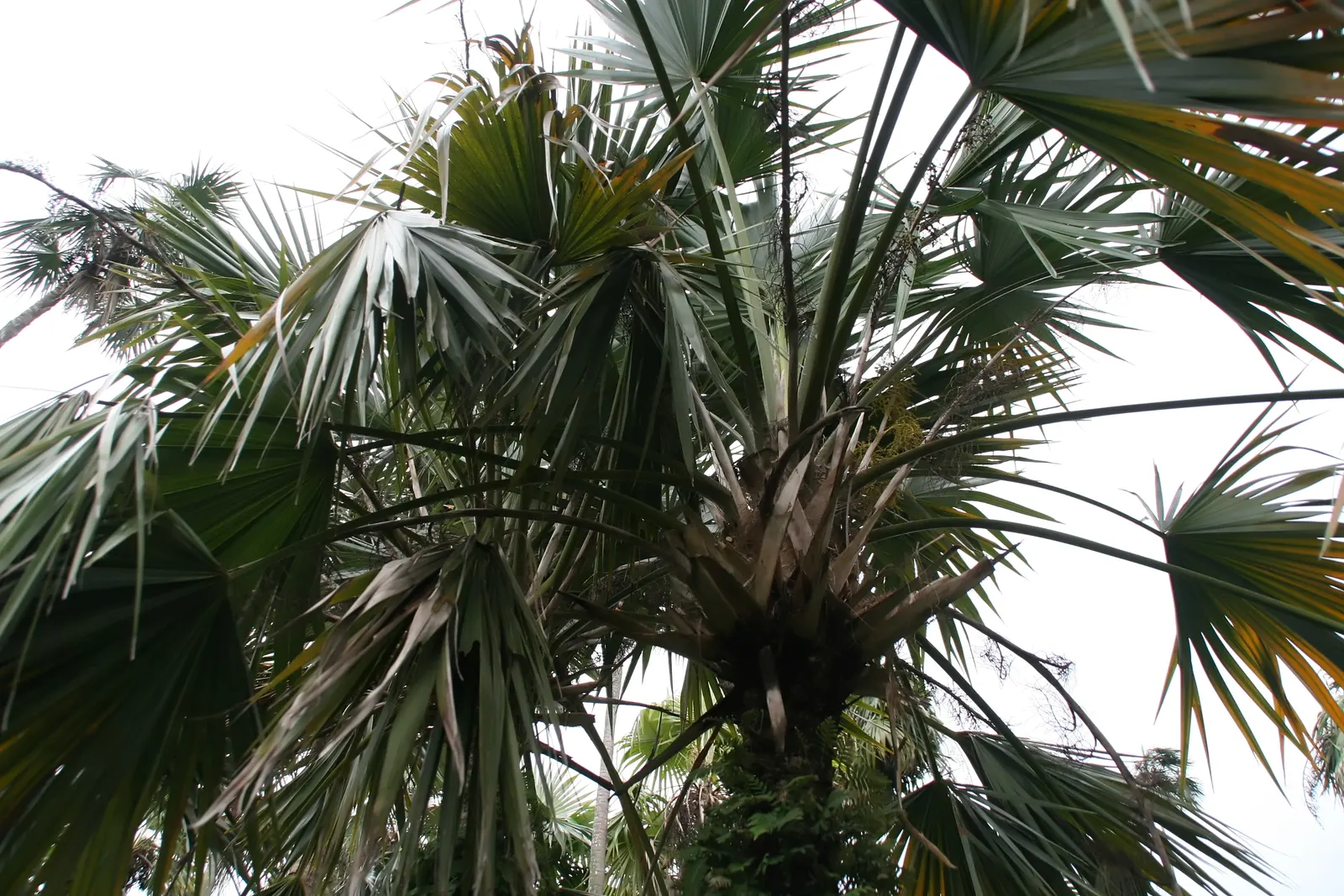 Key Thatch Palm (Leucothrinax Morrisii) — but they will also welcome a variety of wildlife