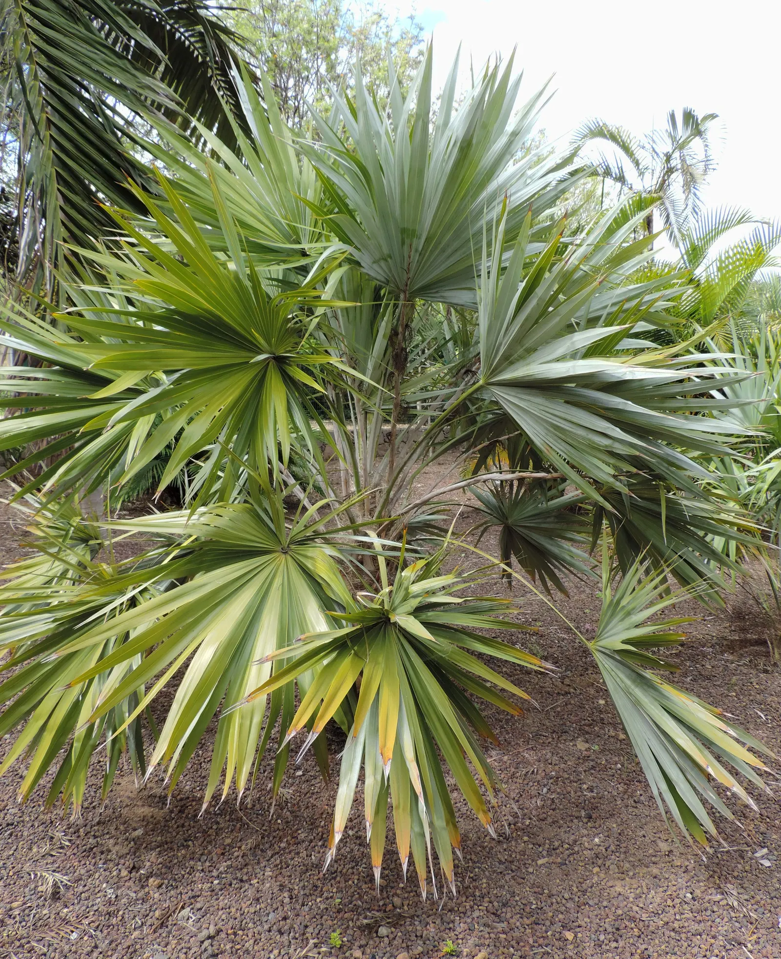 Key Thatch Palm (Leucothrinax Morrisii) — It's slow-growing and low-maintenance