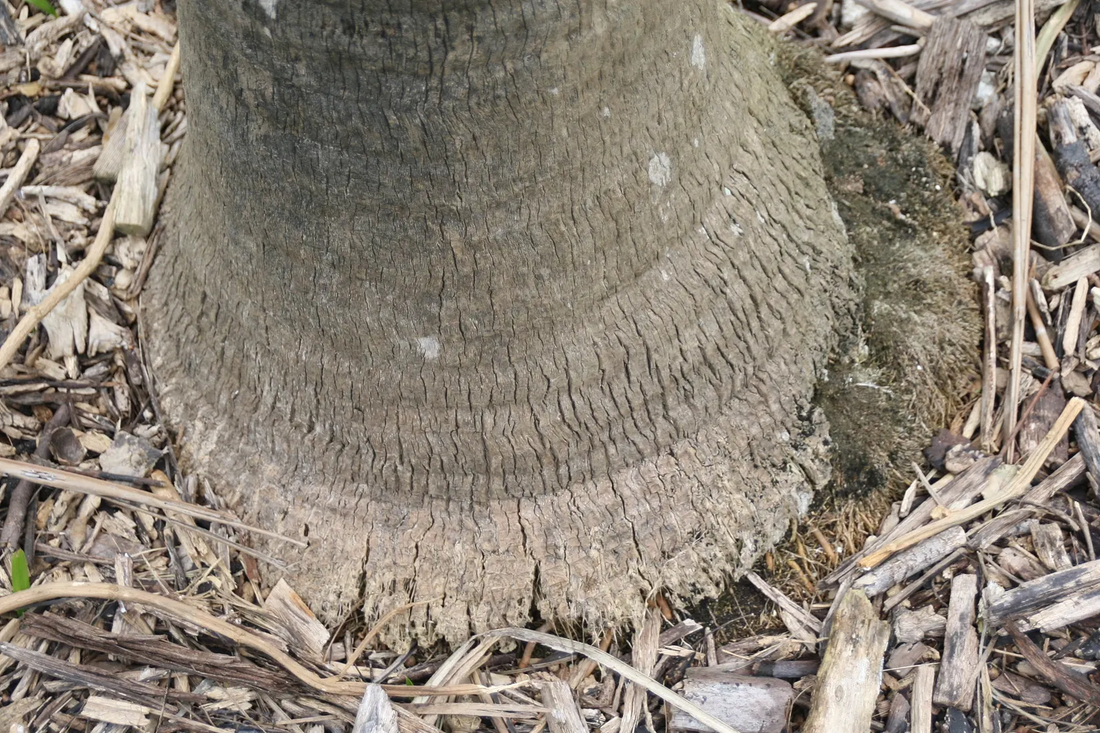 Key Thatch Palm (Leucothrinax Morrisii) — scientifically named Leucothrinax morrisii
