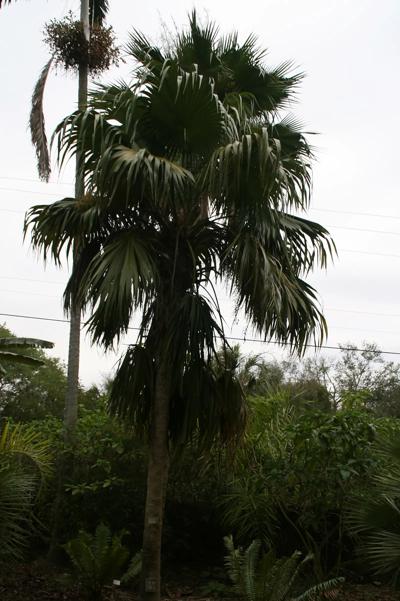 Key Thatch Palm (Leucothrinax Morrisii) — making it an exceptional choice for coastal and arid environments; scientifically named Leucothrinax, image 71