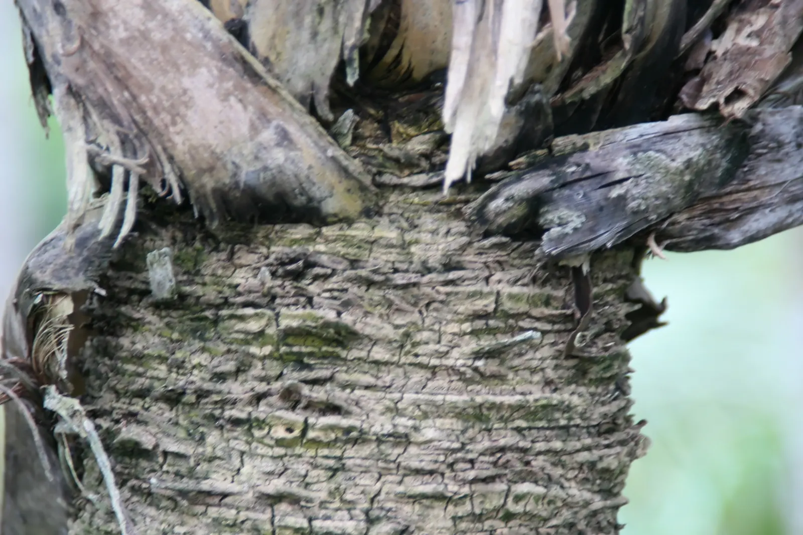 Key Thatch Palm (Leucothrinax Morrisii) — the Key Thatch Palm is highlighted by its rounded; and adds a touch of the Caribbean to any garden setting