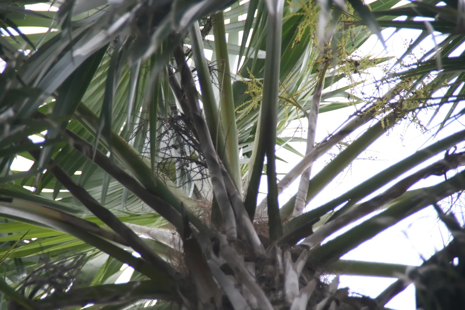 Key Thatch Palm (Leucothrinax Morrisii) — this palm showcases a rounded silhouette with fan-shaped fronds; white and yellow flowers in the garden, image 85