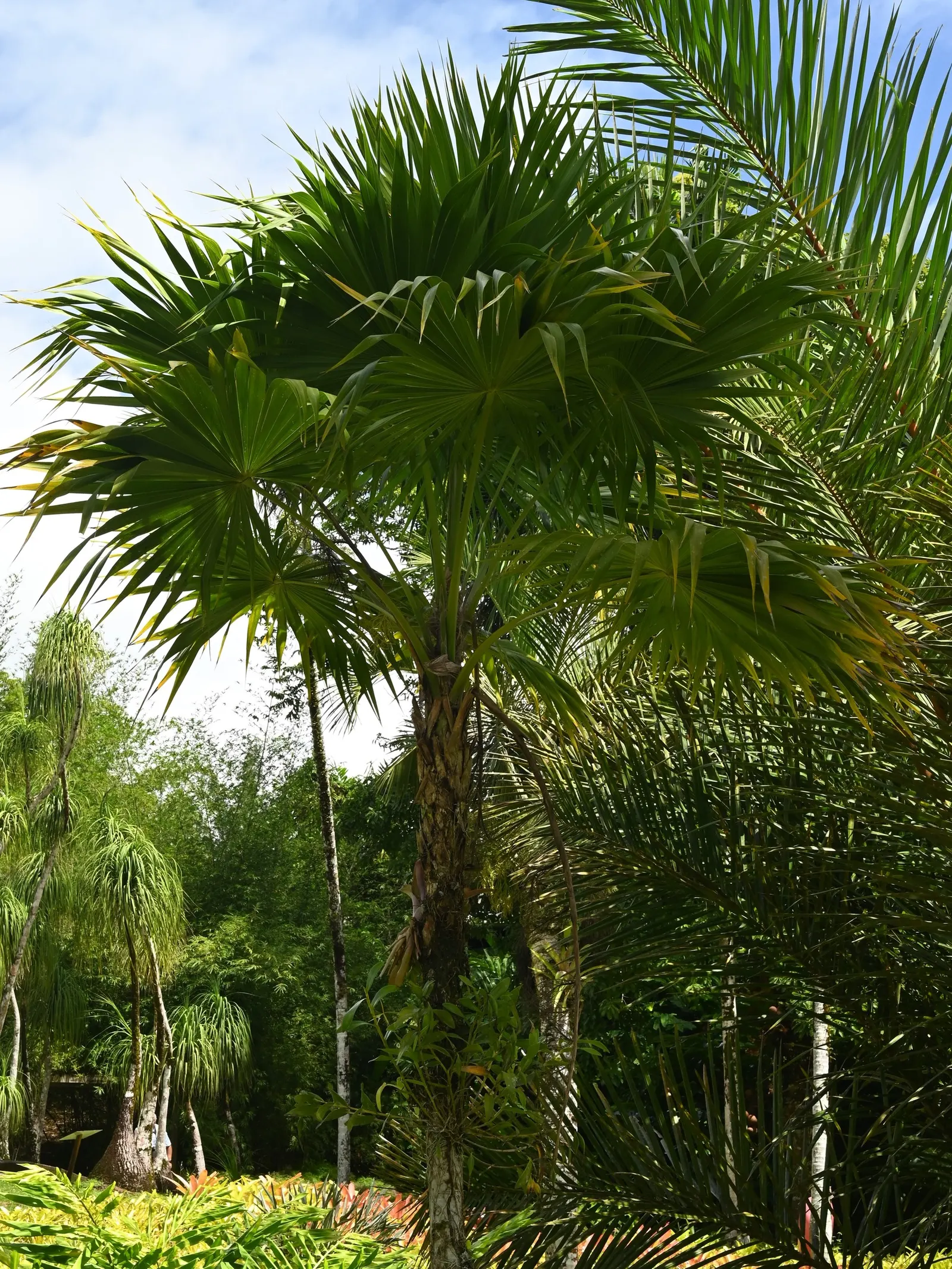 Key Thatch Palm (Leucothrinax Morrisii) — lush appearance and feature a light green to silver-green color.<br><br>As a landscape architect; the Key, image 70