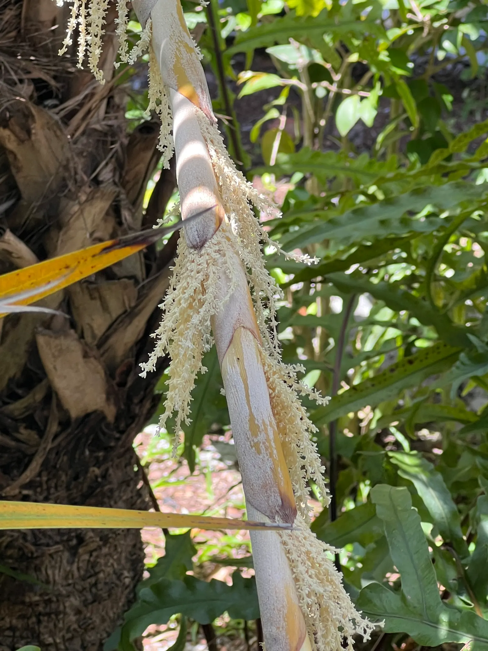 Key Thatch Palm (Leucothrinax Morrisii) — and parts of Central America; the Key Thatch Palm is highlighted by its rounded, image 64