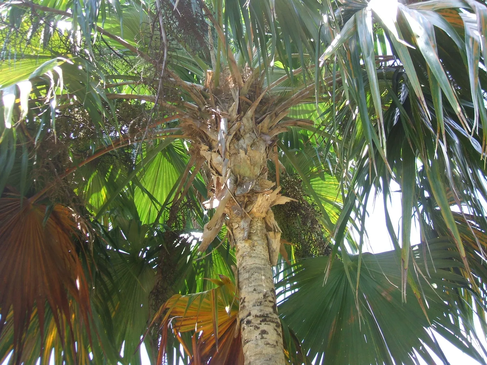 Key Thatch Palm (Leucothrinax Morrisii) — integrate the Key Thatch Palm for its tropical appeal and its ability to cast dappled shade; inform your, image 100