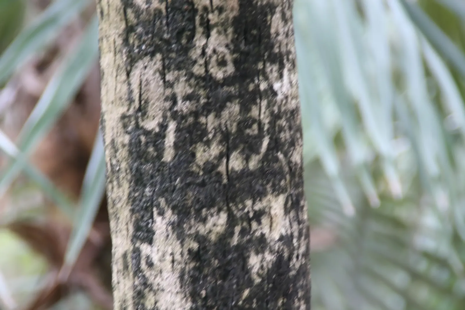 Key Thatch Palm (Leucothrinax Morrisii) — It's slow-growing and low-maintenance; which can span approximately 3 to 5 feet in diameter, image 99