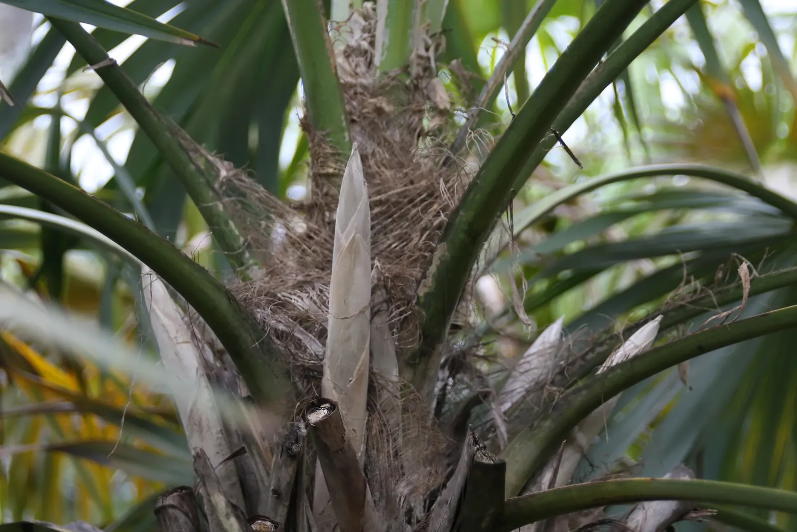 Key Thatch Palm (Leucothrinax Morrisii) — It's slow-growing and low-maintenance; which can span approximately 3 to 5 feet in diameter, image 72