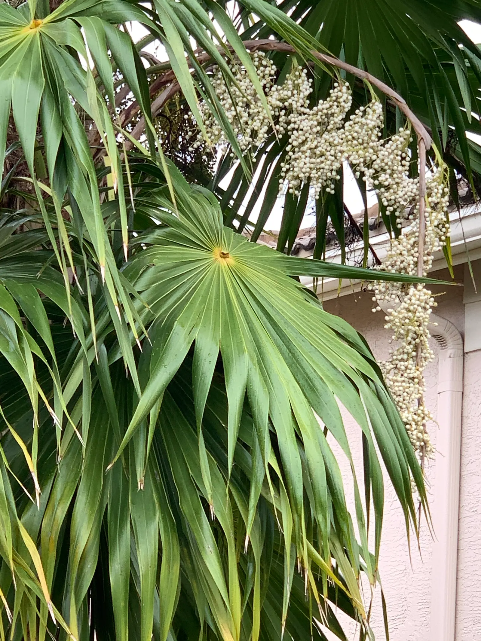 Key Thatch Palm (Leucothrinax Morrisii) — fan-shaped fronds which extend from slender, image 68
