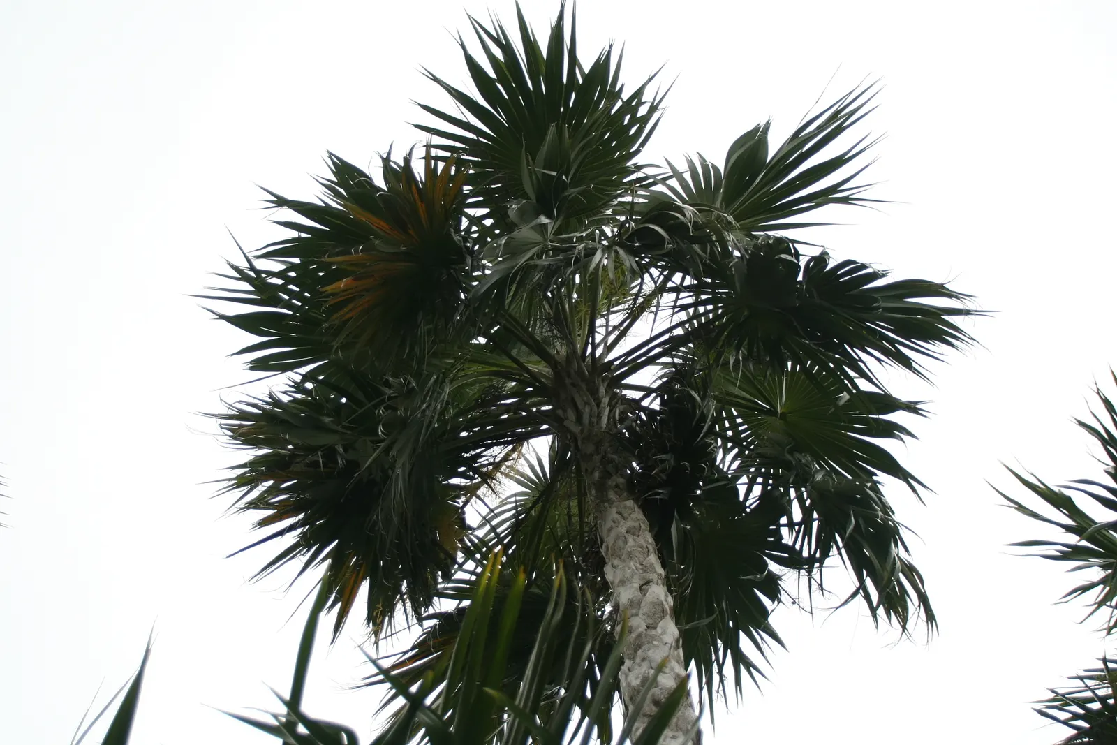 Key Thatch Palm (Leucothrinax Morrisii) — fan-shaped fronds which extend from slender, image 41