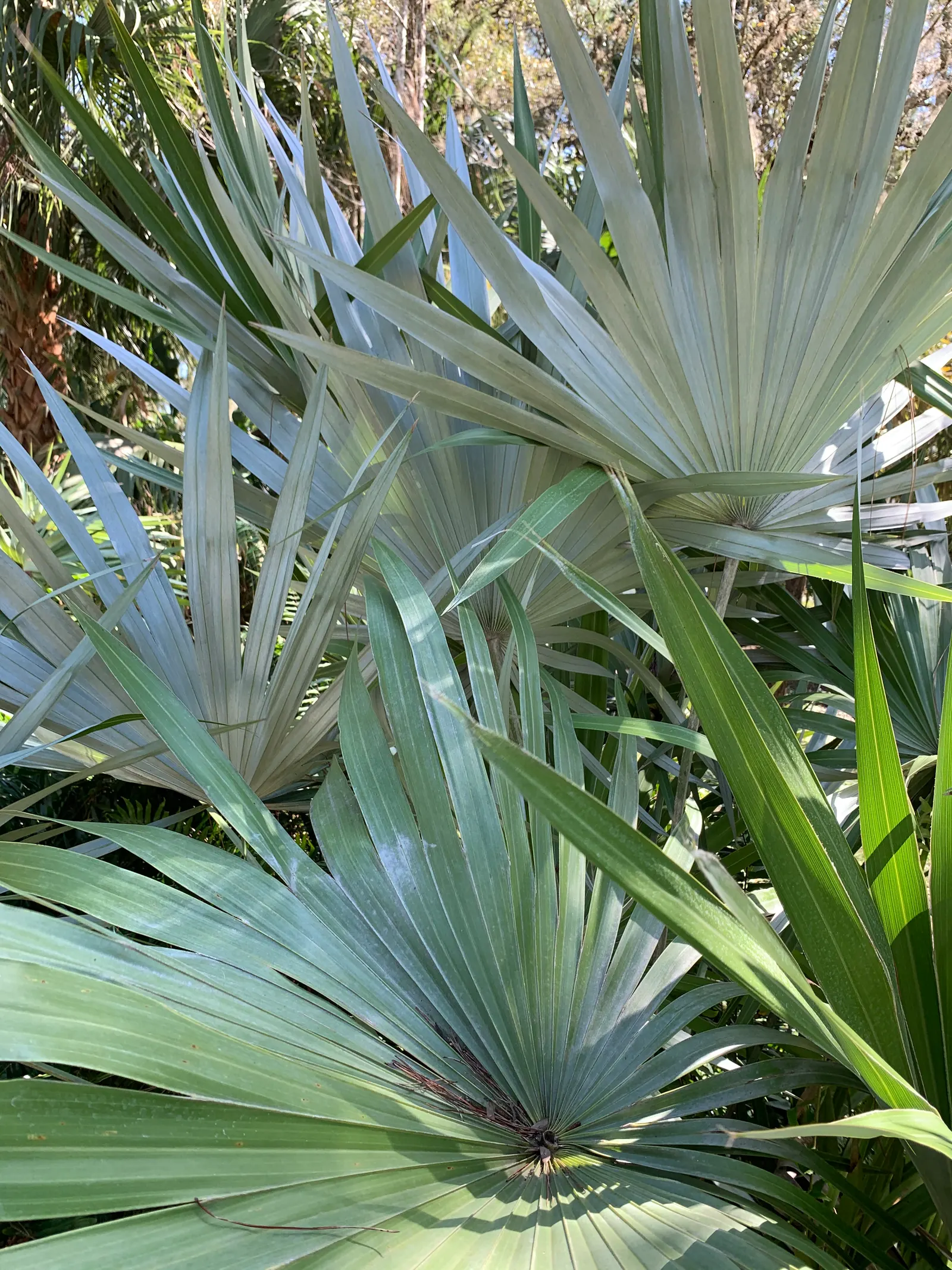 Key Thatch Palm (Leucothrinax Morrisii) — It's slow-growing and low-maintenance; which can span approximately 3 to 5 feet in diameter