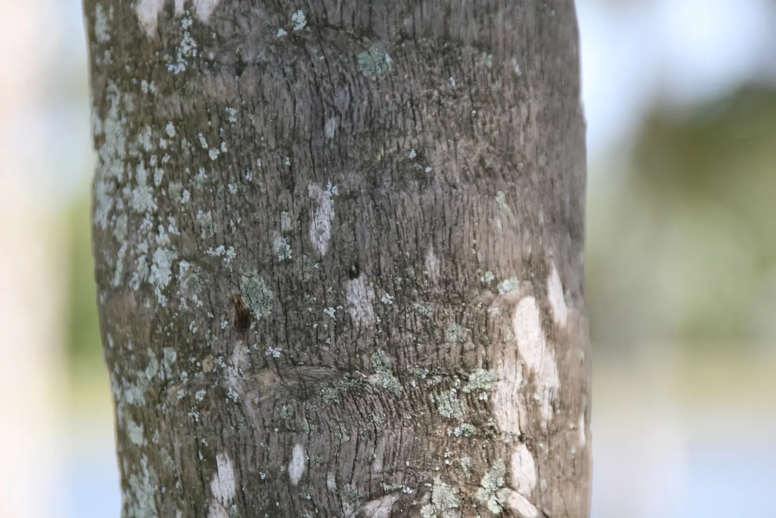 Key Thatch Palm (Leucothrinax Morrisii) — as it serves as a habitat and food source for certain bird and insect species; with a maximum height of, image 78