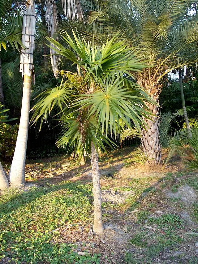 Key Thatch Palm (Leucothrinax Morrisii) — scientifically named Leucothrinax morrisii; palm / tree with white and yellow blooms, image 89