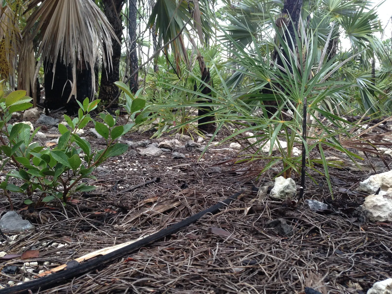 Key Thatch Palm (Leucothrinax Morrisii) — The Key Thatch Palm (Leucothrinax morrisii) is a tropical, slow-growing palm; this palm showcases a, image 82